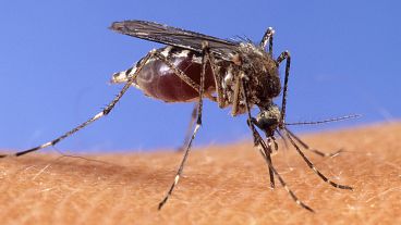 Bilim insanları, sivrisineklerden diğer hayvanlardan farklı olarak her nöronda çok sayıda farklı koku reseptörü olduğunu keşfetti
