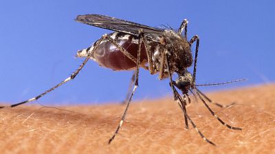 Bilim insanları, sivrisineklerden diğer hayvanlardan farklı olarak her nöronda çok sayıda farklı koku reseptörü olduğunu keşfetti