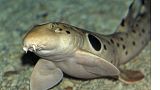Epaulette sharks can 'walk' on land by shuffling forward on their fins Epaulette sharks can 'walk' on land by shuffling forward on their fins