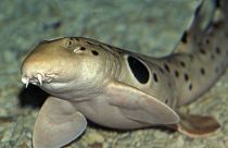 Epaulette sharks can 'walk' on land by shuffling forward on their fins