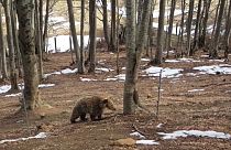 20 Bären leben unter dem Schutz der Organisation "Arcturos" in deren Anlagen nahe der Ortschaft Nymfaion.