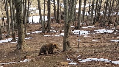 Бурый медведь в лесу на севере Греции.