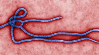 Ebola : deux traitements fortement recommandés par l'OMS