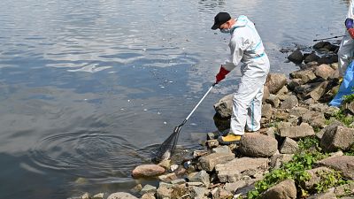 Workers remove dead fish from the Oder river in Krajnik Dolny, north-west Poland