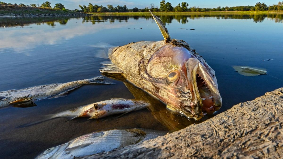Polish firefighters have removed more than 100 tonnes of dead fish from the Oder.