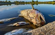 Polish firefighters have removed more than 100 tonnes of dead fish from the Oder.