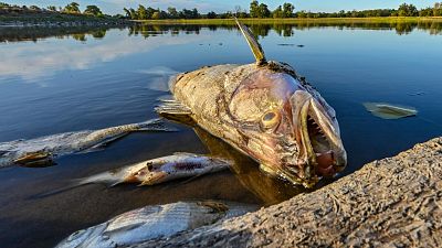 Polish firefighters have removed more than 100 tonnes of dead fish from the Oder.