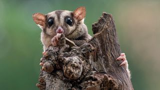 The new study can be used to make predictions for species not directly included in the research, such as this sugar glider possum.