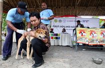 يعطي مسؤول حكومي إندونيسي لقاح داء الكلب لكلب خلال حملة اليوم العالمي لداء الكلب في دينباسار، بالي، إندونيسيا، الأربعاء 28 سبتمبر 2011