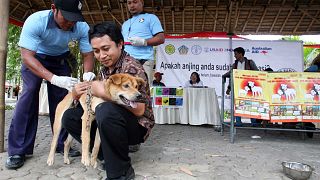 يعطي مسؤول حكومي إندونيسي لقاح داء الكلب لكلب خلال حملة اليوم العالمي لداء الكلب في دينباسار، بالي، إندونيسيا، الأربعاء 28 سبتمبر 2011