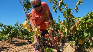 Vignoble français touché par la sécheresse - septembre 2016