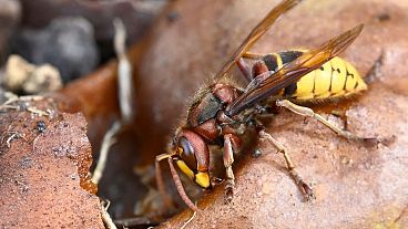 FILE - European hornet (Vespa crabro) eats a rotten pear near Rennes, western France, on September 12, 2020.