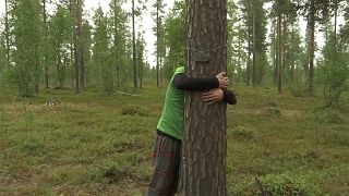 Чемпионат по обниманию деревьев прошел уже в третий раз