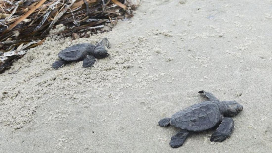 Rarest sea turtle on the planet hatches in Louisiana for the first time ...