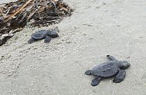 Kemp Ridley sea turtle hatches