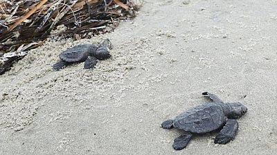 Kemp Ridley sea turtle hatches
