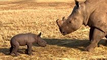 Wildlife sanctuary welcomes white rhino calf