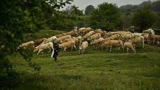 A rancher walks beside their pack of cows in Sorogain in 2018