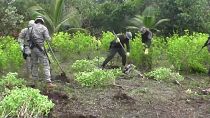 El gobierno colombiano cambiará la erradicación forzosa por cultivos sustitutorios legales y subvencionados
