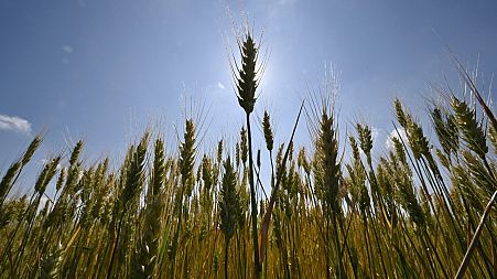 A wheat field at a farm in southern Ukraine’s Mykolaiv region, on June 11, 2022, amid the Russian invasion of Ukraine.