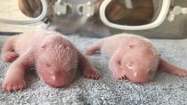 Giant panda gives birth to twin cubs in northwest China`s Shaanxi