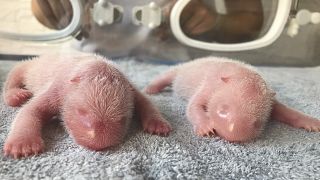 Giant panda gives birth to twin cubs in northwest China`s Shaanxi