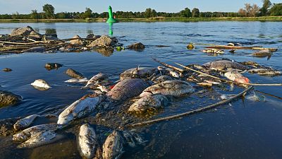 Dead fishes float in the shallow waters of the German-Polish border river Oder near Genschmar, eastern Germany.