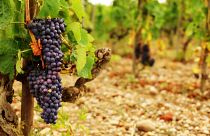 Higher temperatures are changing the harvest time and the sweetness of the grapes used for French wine