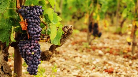 Higher temperatures are changing the harvest time and the sweetness of the grapes used for French wine