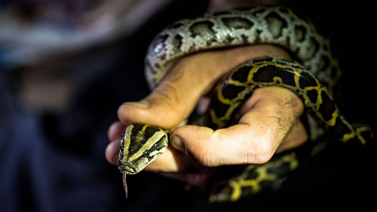 A professional python hunter  Enrique Galan catches a Burmese python, in Everglades National Park, Florida