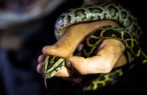 A professional python hunter  Enrique Galan catches a Burmese python, in Everglades National Park, Florida