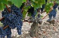 The wine harvest has started up to a month earlier in some of Europe's most famous wine regions this year, after a summer of droughts and record-high temperatures.