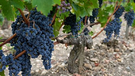 The wine harvest has started up to a month earlier in some of Europe's most famous wine regions this year, after a summer of droughts and record-high temperatures.