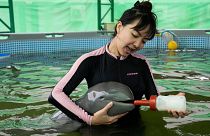 بچه دلفین نجات پیدا کرده در تایلند