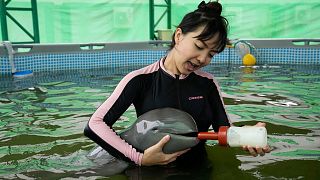 بچه دلفین نجات پیدا کرده در تایلند