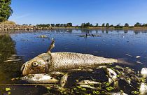 Peixes mortos no rio Oder