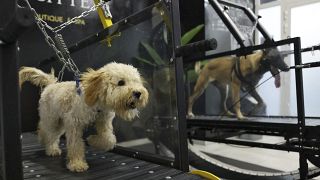 كلب يمارس الرياضة في صالة "بوش بتس" (الحيوانات الأليفة الأنيقة) 