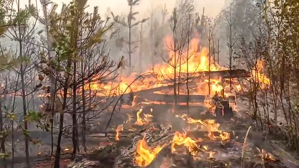 Лесной пожар в Рязанской области, август 2022