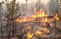 Лесной пожар в Рязанской области, август 2022