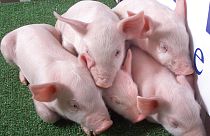 Genetiği değiştirilmiş domuzlar (arşiv)