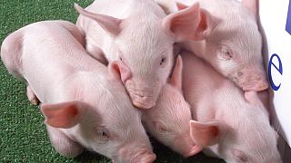 Genetiği değiştirilmiş domuzlar (arşiv)