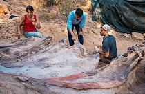 Portekiz'de devasa bir otçul dinozora ait iskelet fosili gün yüzüne çıkarıldı