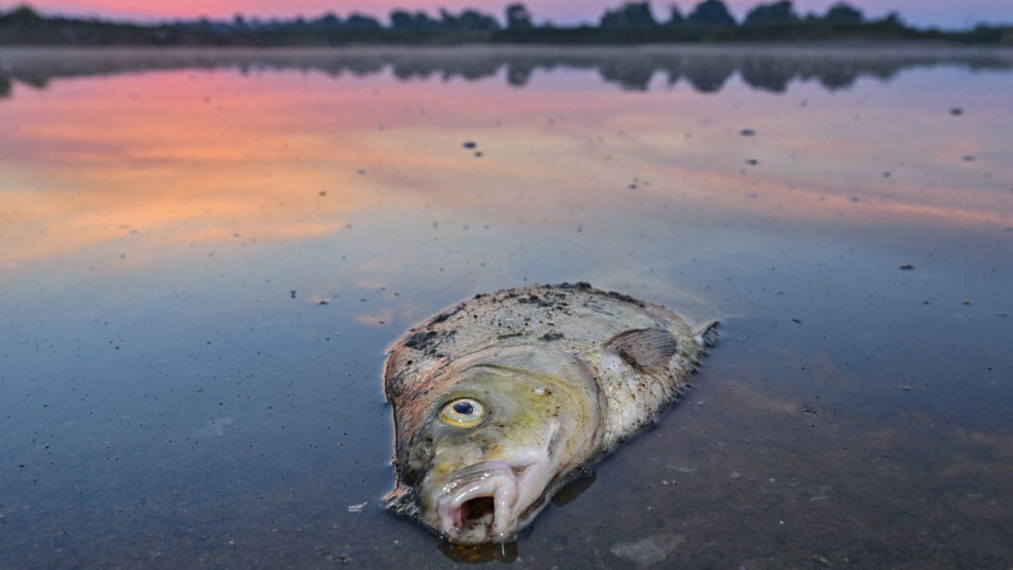 Экокризис Одера: из реки вновь выловили тонну мертвой рыбы | Euronews