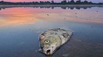 Мертвая рыба в реке Одер, на границе Польши и Германии. 18 августа 2022.