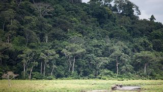 Gabon : à 3 mois de la COP 27, l'Afrique crie à l'injustice climatique