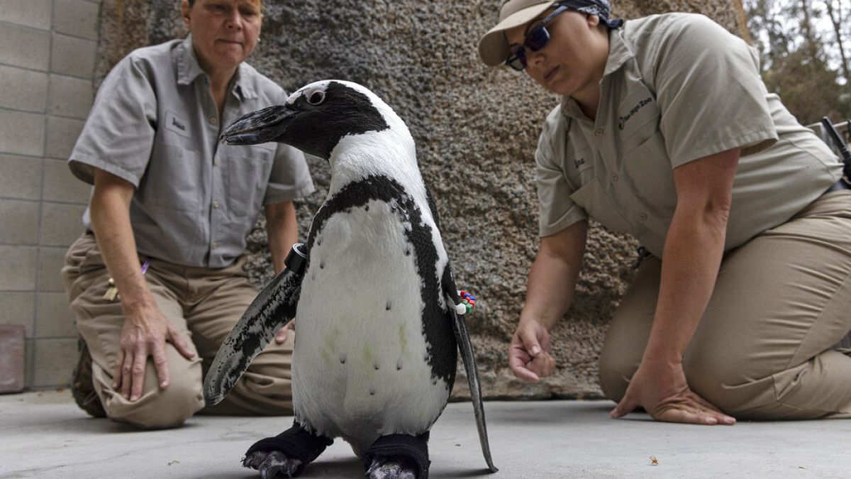 Az első pingvin cipőben