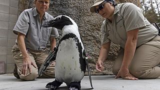 Az első pingvin cipőben