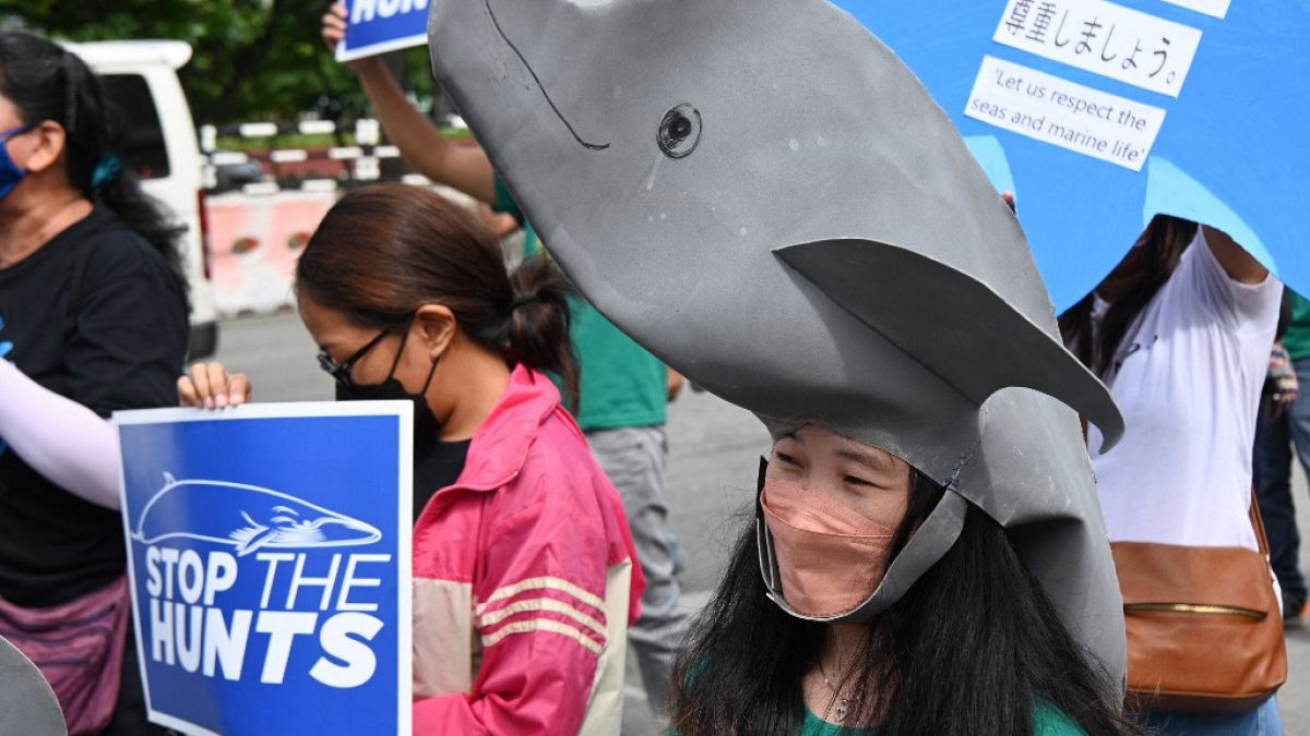 Protest at Japanese Embassy against dolphin kill