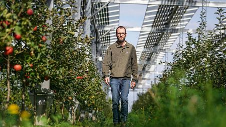Farmer Christian Nachtwey walks under solar panels, installed over his organic orchard in Gelsdorf, western Germany,