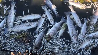 Dead fish in the Bay Area, California